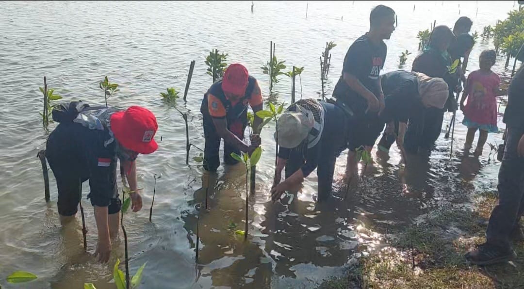 Guru Penggerak dan PMI Tanam 3000 Pohon Bakau di Kawasan Kaliratu