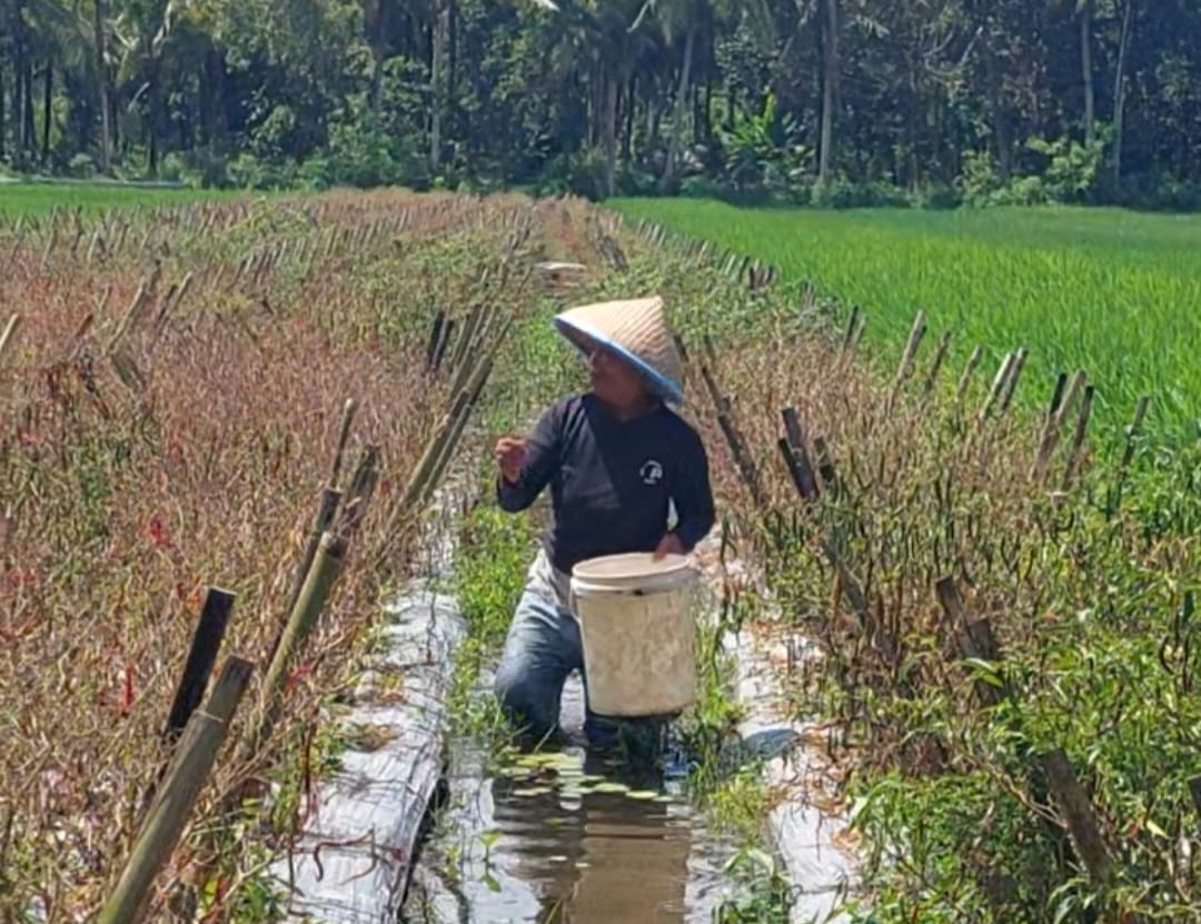 Saat Harga Tinggi, Petani Cabe di Kebumen Ini Gagal Panen